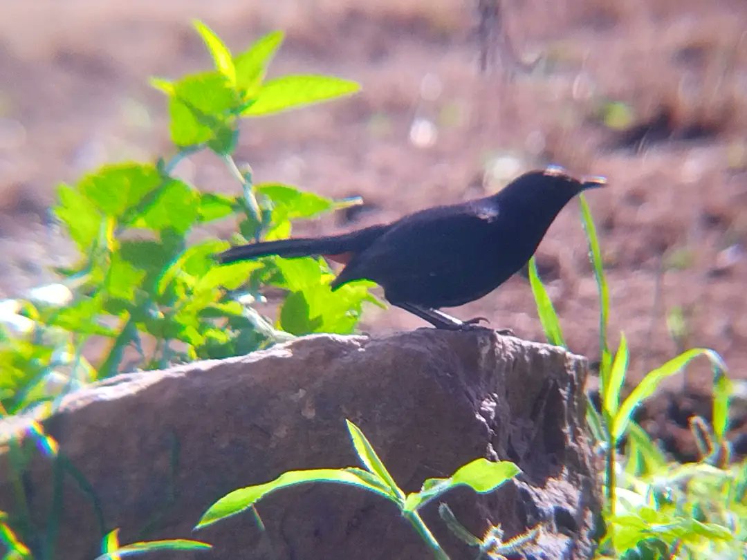 DhinaDevid's tweet photo. #naturephotography #naturelover #mobilephotography #mobilecovers #mocro #mocrofotography #baridsphotography #barids #ebony #black #indianphotography #naturalbeauty @nokiamobile @nokiamobilein @instagram @natgeoyourshot https://t.co/FH97Z0pMbc