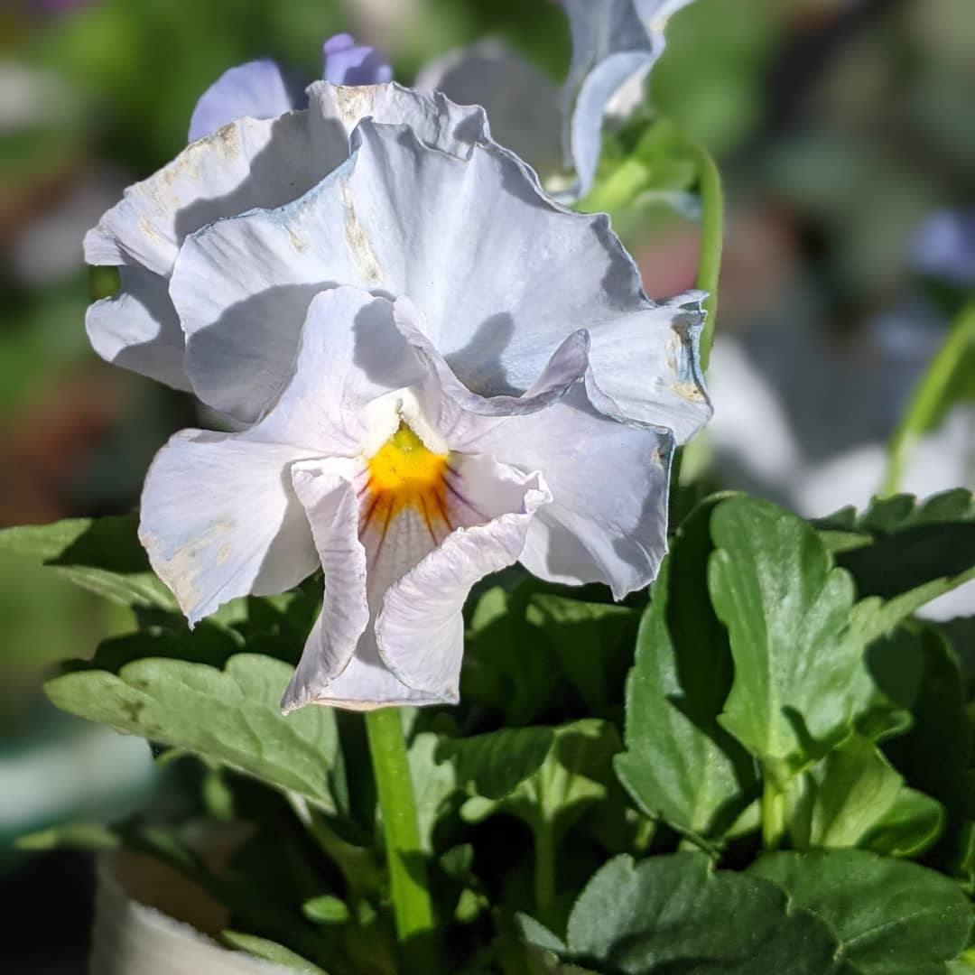 大仏ぱんだ 今冬どうしても育てたかったパンジー ビオラを買ってきて植えました シエルブリエというパンジーと ディージェイというビオラ シエルブリエは前に買ったチューリップ アイスクリーム の球根とヒューケラと一緒に ディージェイは 大仏ぱんだ 今冬どうしても育てたかったパンジー ビオラを買ってきて植えました シエルブリエというパンジーと ディージェイというビオラ シエルブリエは前に買ったチューリップ アイスクリーム の球根とヒューケラと一緒に ディージェイは