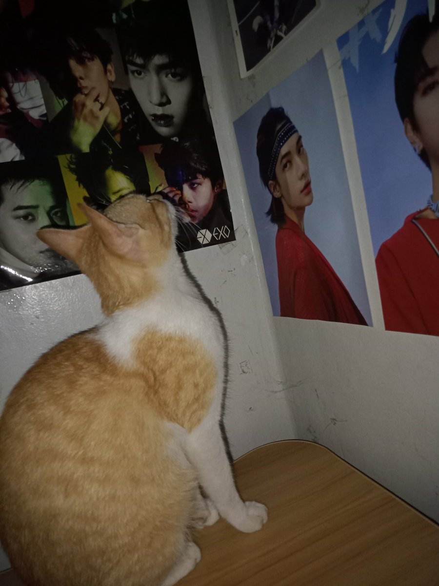 httpstraykinqs's tweet photo. i have bootleg doongie with me lowkey shipping seungjin
#PetsForLeeKnow https://t.co/NQgqoA5lvS