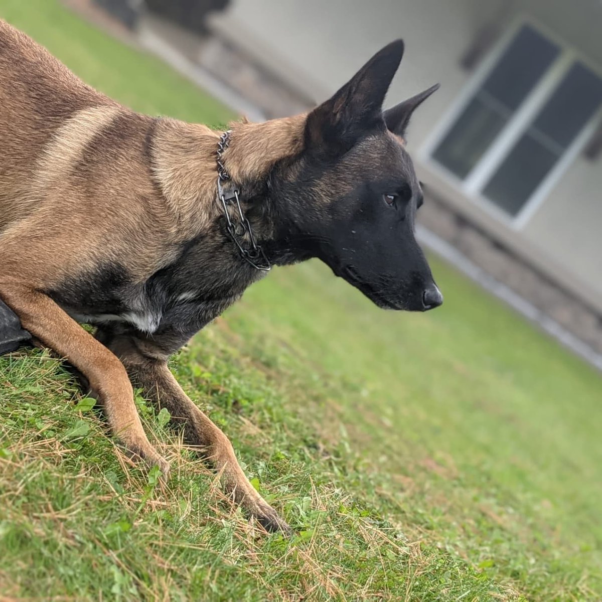 k9_london's tweet photo. Day 3 is in the books!! Tested the pups on some great scenarios today and tonight #k9unit #londonpolicek9 #k9ltw #k9training #thenoseknows https://t.co/p4pp20ranx