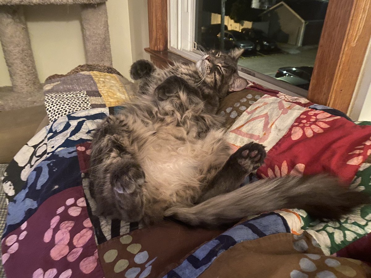 sportpeppercat's tweet image. I’m just taking a quick nap. No one will notice.