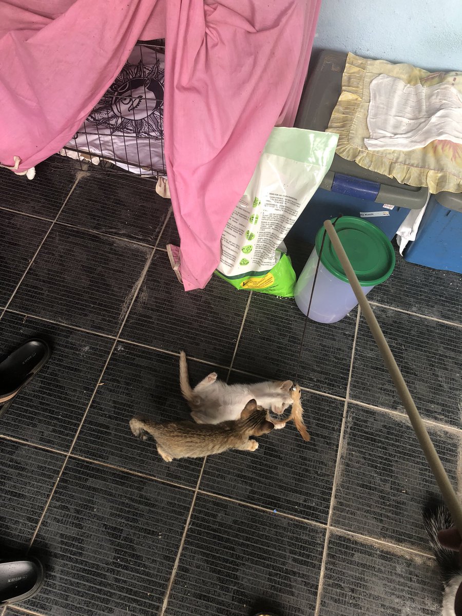 RidhwannRoslan's tweet image. #pancing