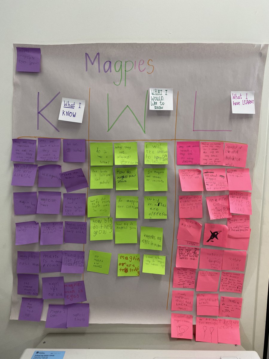I am so proud of my Year 1’s who filled out this KWL chart on magpies! So great to see so much growth 🥰🤩 #ACUedu_p