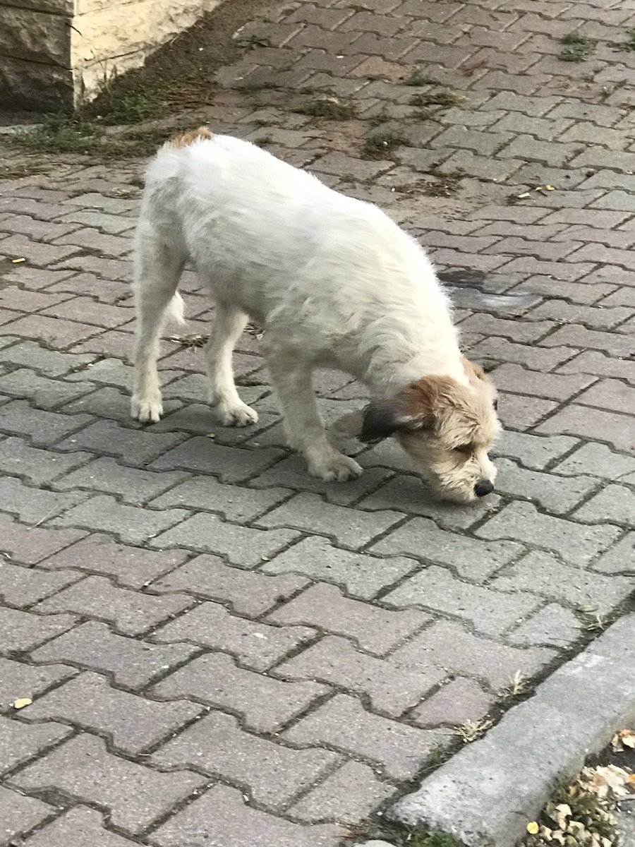 Bu güzel çocuğun sokağa terk edilmiş olduğunu düşünüyorum. Büyük köpeklerden dayak yiyor bir apartman bahçesine sığınmış onlar da rahat vermiyor. Ona kalbini açan biri çıkar mı? İstanbuldayız…