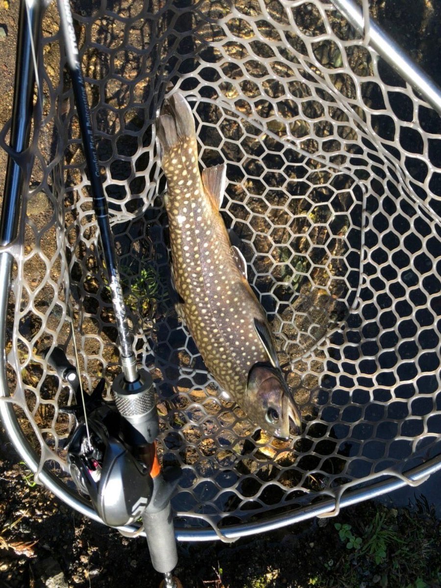 palms_global's tweet photo. Area Fishing with Egeria Area in Japan π―π΅
Rod: Egeria Area
Lure: Harp Vib, etc.
#palms #palmsfishing #areafishing #areatrout #areatroutfishing #troutarea #troutareafishing #troutareagame #areagame #troutfishing @palms_japan @palms_global https://t.co/vjDBMX17MS