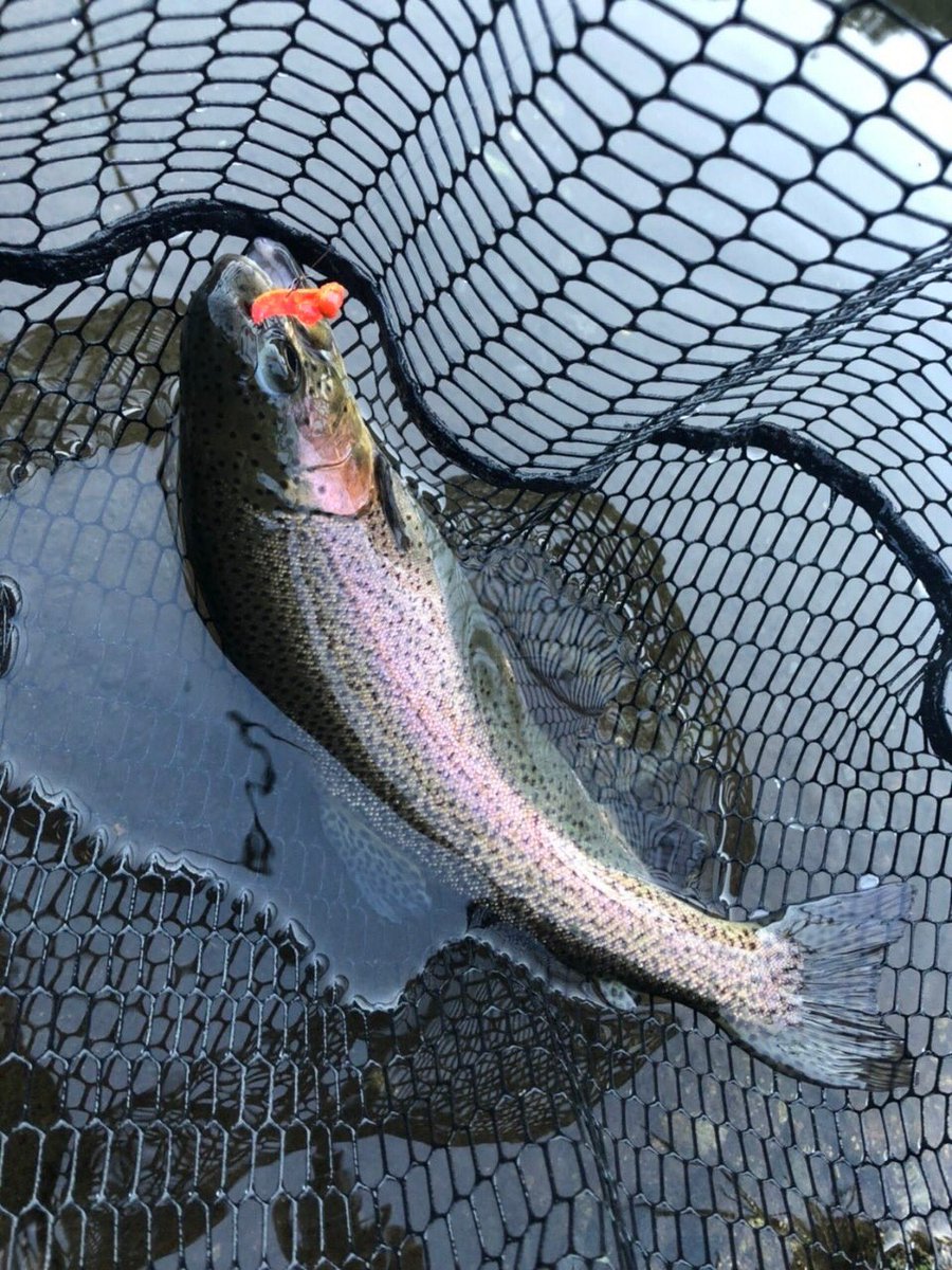 palms_global's tweet photo. Area Fishing with Egeria Area in Japan π―π΅
Rod: Egeria Area
Lure: Harp Vib, etc.
#palms #palmsfishing #areafishing #areatrout #areatroutfishing #troutarea #troutareafishing #troutareagame #areagame #troutfishing @palms_japan @palms_global https://t.co/vjDBMX17MS