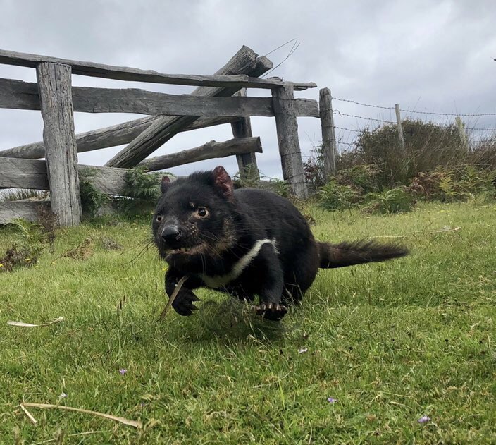 It’s #DevilFactThursDay, but I can’t think of a mind blowing fact today 🤯 

So, have this glorious picture instead! 😈