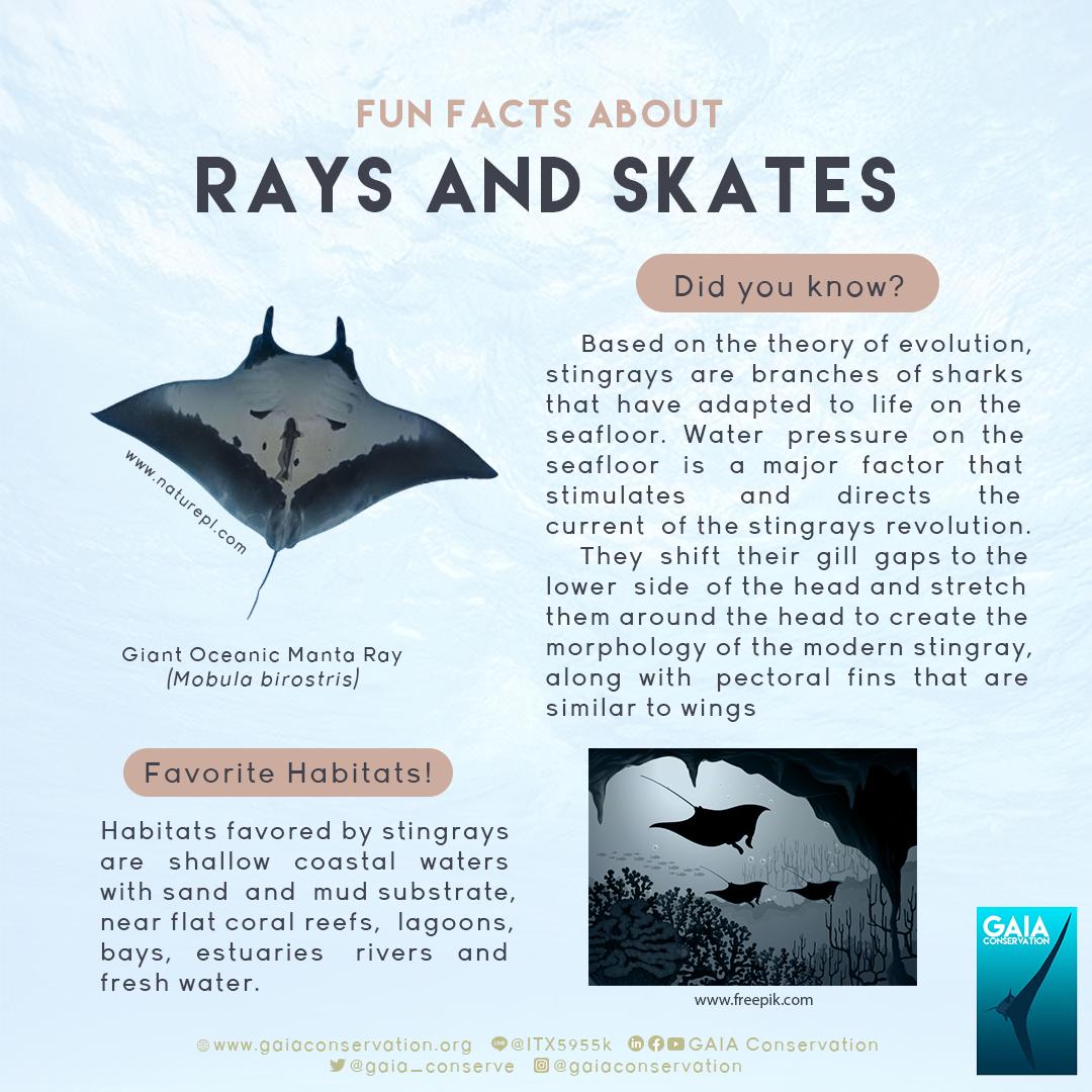 gaia_conserve's tweet photo. Hi everyone, this infographic is about fun facts about Rays and Skates. Check out the little infographic above!
Source: https://t.co/ECHuhMKu2S
#RaysandSkates #Infographic #Conservation #GAIAConservation https://t.co/sVkx4Qb9uX