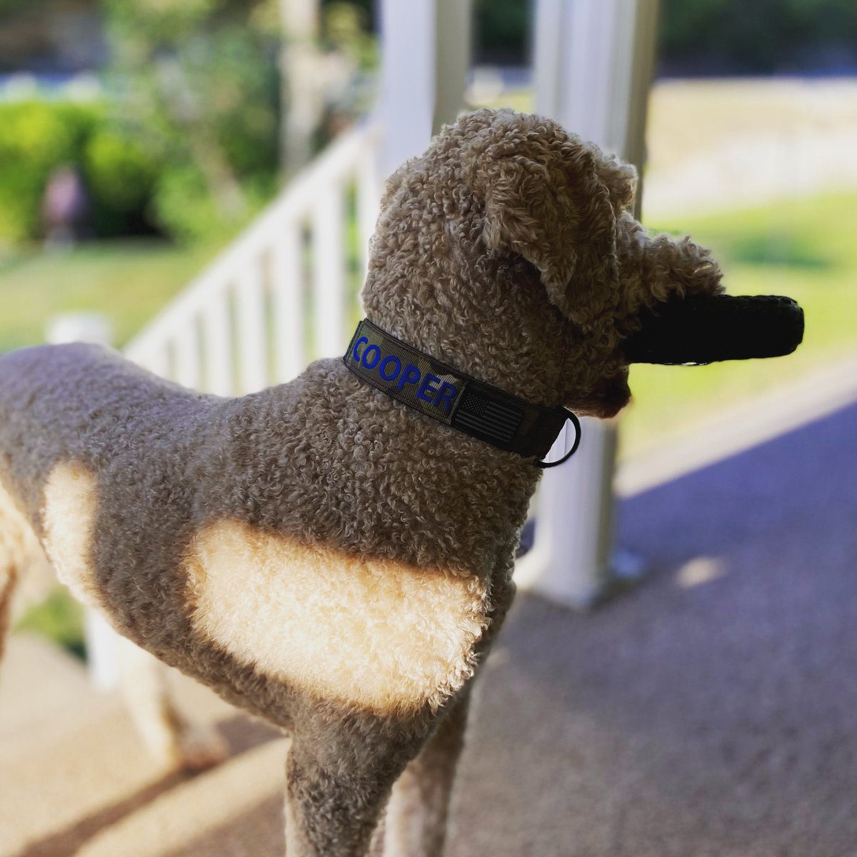 TKFTackle's tweet photo. #goldendoodle #tactipup https://t.co/OnnZZqF3Nx
