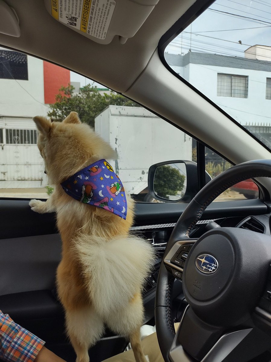 MarisolRCarbaj1's tweet photo. #pomeranian #pomeranea #pom #puppy #puppies #dogdrive #dog #subarudog #SUBARU #puppylove https://t.co/eaoRGbItRS