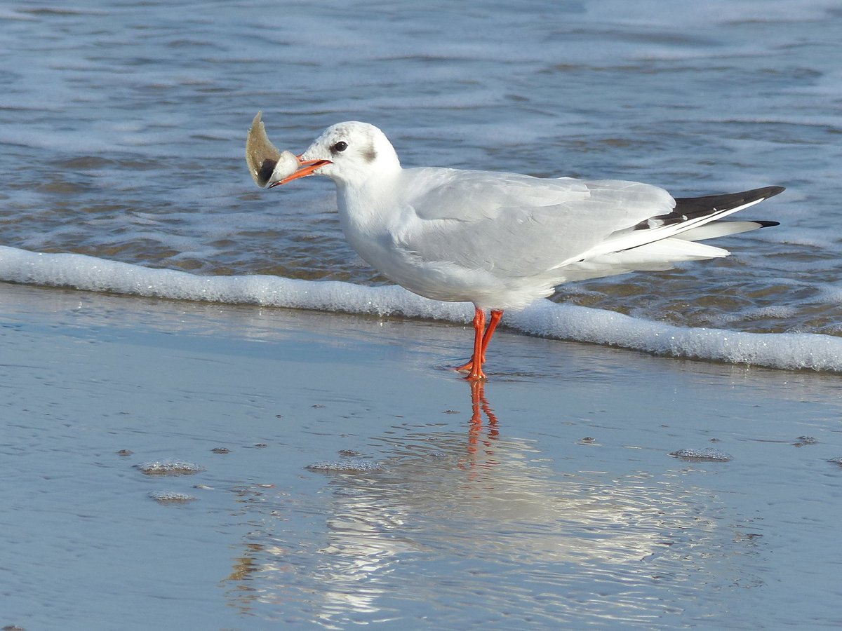 FSabani's tweet image. 