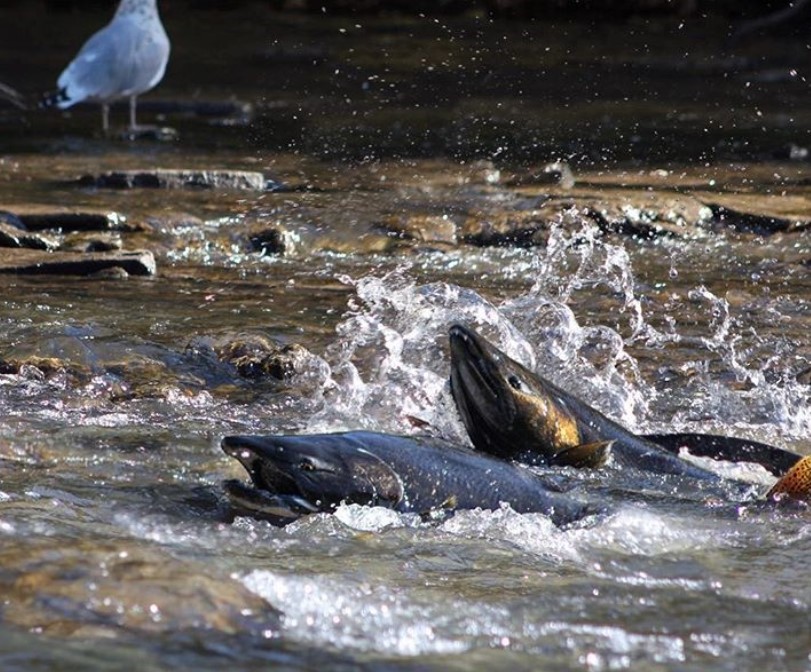 CVC_CA's tweet photo. #ICYMI: CVC's Jon Clayton chatted with @am640's @KellyCutrara about what you should know about the annual salmon run in Mississauga 🐟 Check it out:
https://t.co/BPOSgZjEmT https://t.co/ur45LCRQPA