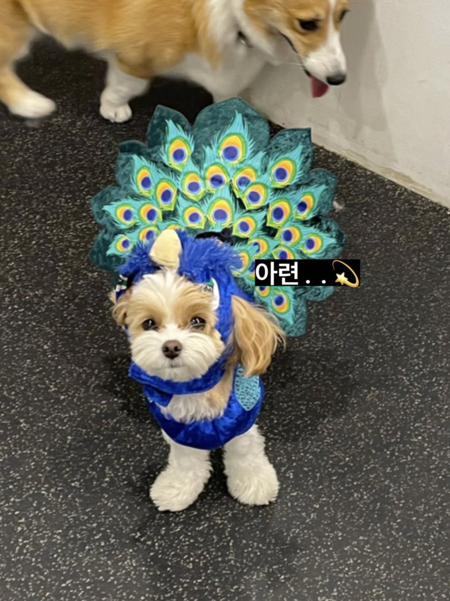 oshcuddles's tweet photo. ZZAR UPDATE TODAY SHE ATTENDED A HALLOWEEN PARTY AT THE DOG DAYCARE 🥺

CHANYEOL’S PRINCESS IS SO EXTRA 😂 https://t.co/zS2lMtt1ok