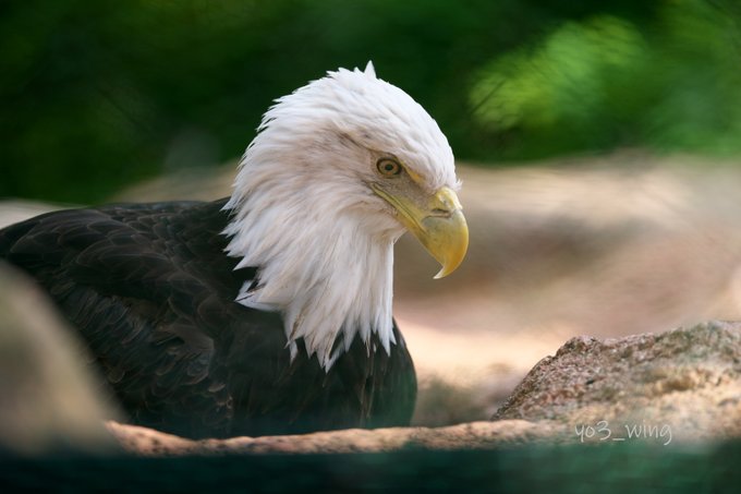 ハクトウワシのtwitterイラスト検索結果 ハクトウワシのtwitterイラスト検索結果