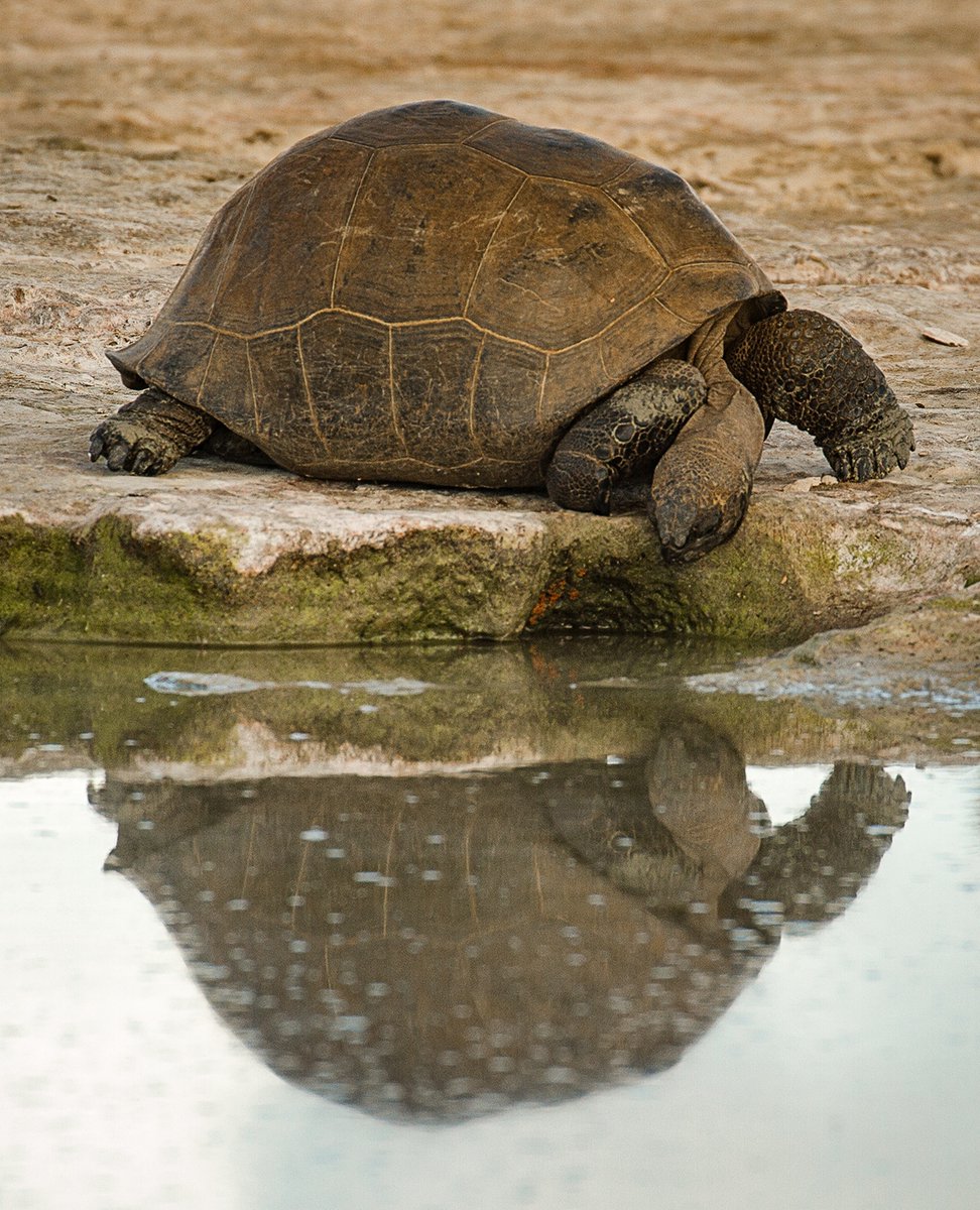 iotaseychelles's tweet photo. Try to be like the tortoise - at ease in your own shell ~ Bill Copeland #tortoisetips
#wildlifewednesady
Photo @richinnature https://t.co/cjlNl38lo7