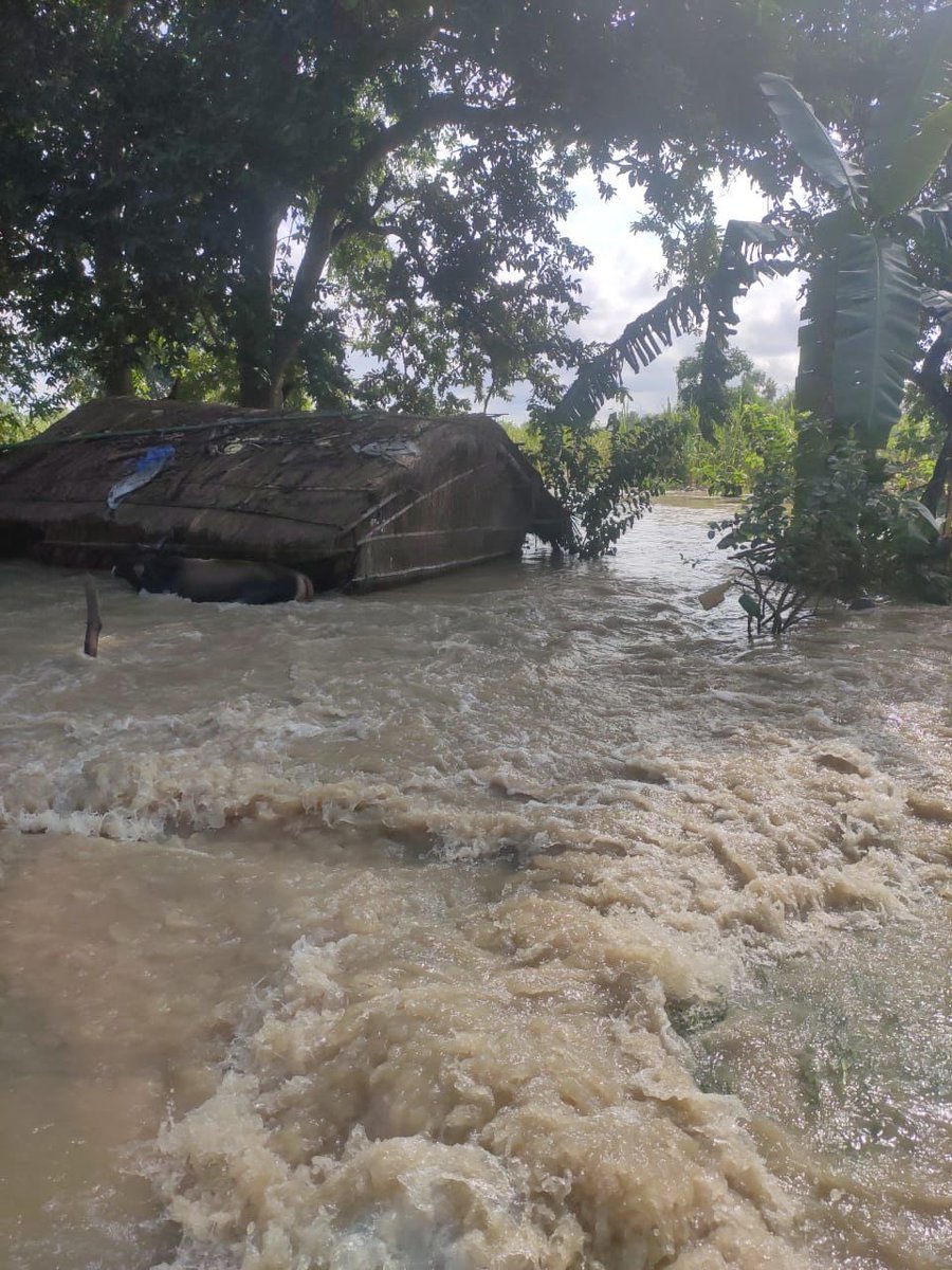 varungandhi80's tweet image. Much of the Terai is badly flooded. Donating dry rations by hand so that no family is hungry till this calamity ends. It’s painful that when the common man needs the system the most,he’s left to fend for himself.If every response is individual-led then what does ‘governance’ mean