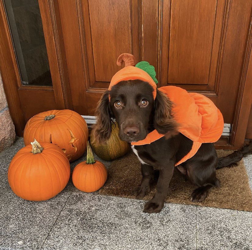 amy_wilson_11's tweet photo. @OfficialPLT #PLTPets my little pumpkin ready for spooky season 🎃🥺 https://t.co/HZeafbtQos