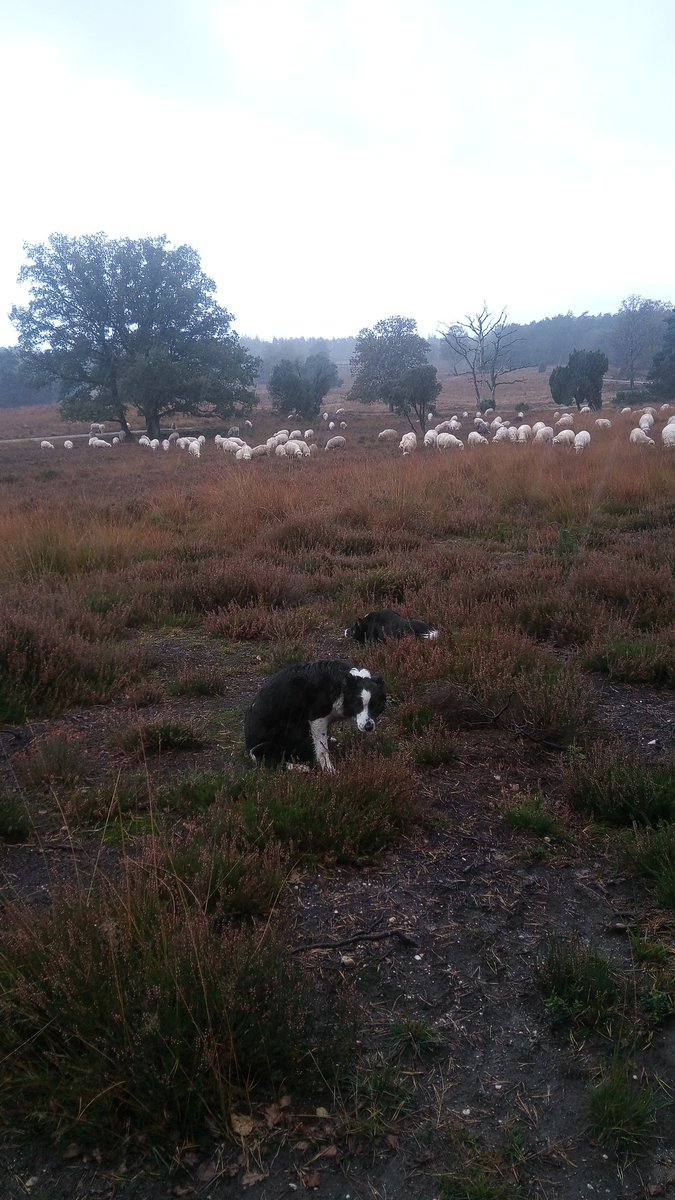 Het is vandaag hondenweer .😃