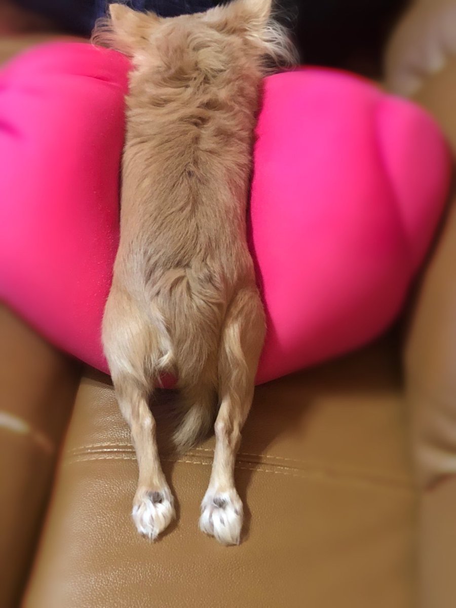 冨田 菜々風 わんこをもだめにするヨギボー的な 最近気に入ってるらしいと母から送られてきた 多分だき枕だこれは ノイミー