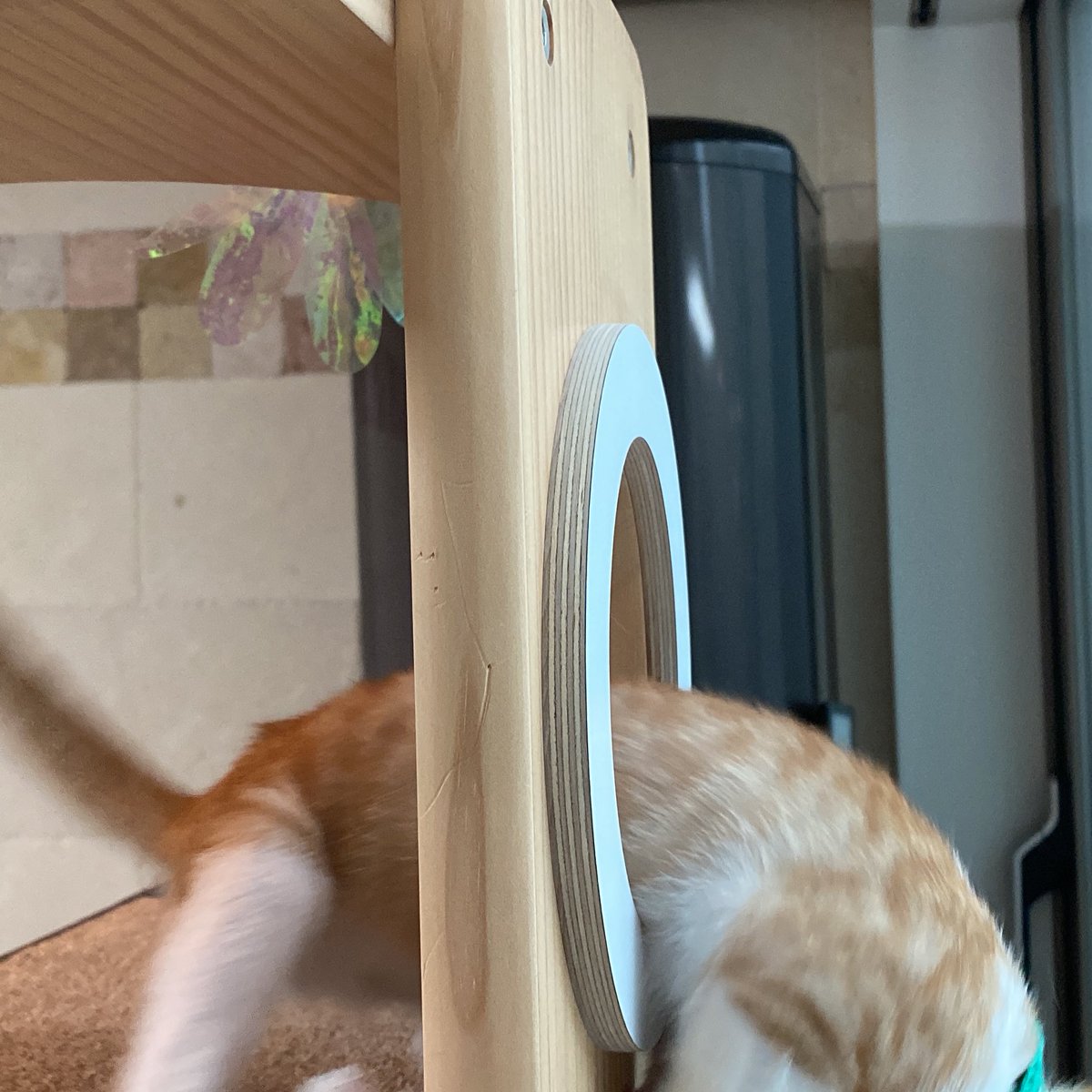 saintmillthecat's tweet photo. .                     ‼️
                   어먀 ?
                 어먀가 온다구??                      
                      어디?!!?                                으
                                                                       악 https://t.co/rbx9cJmtNb