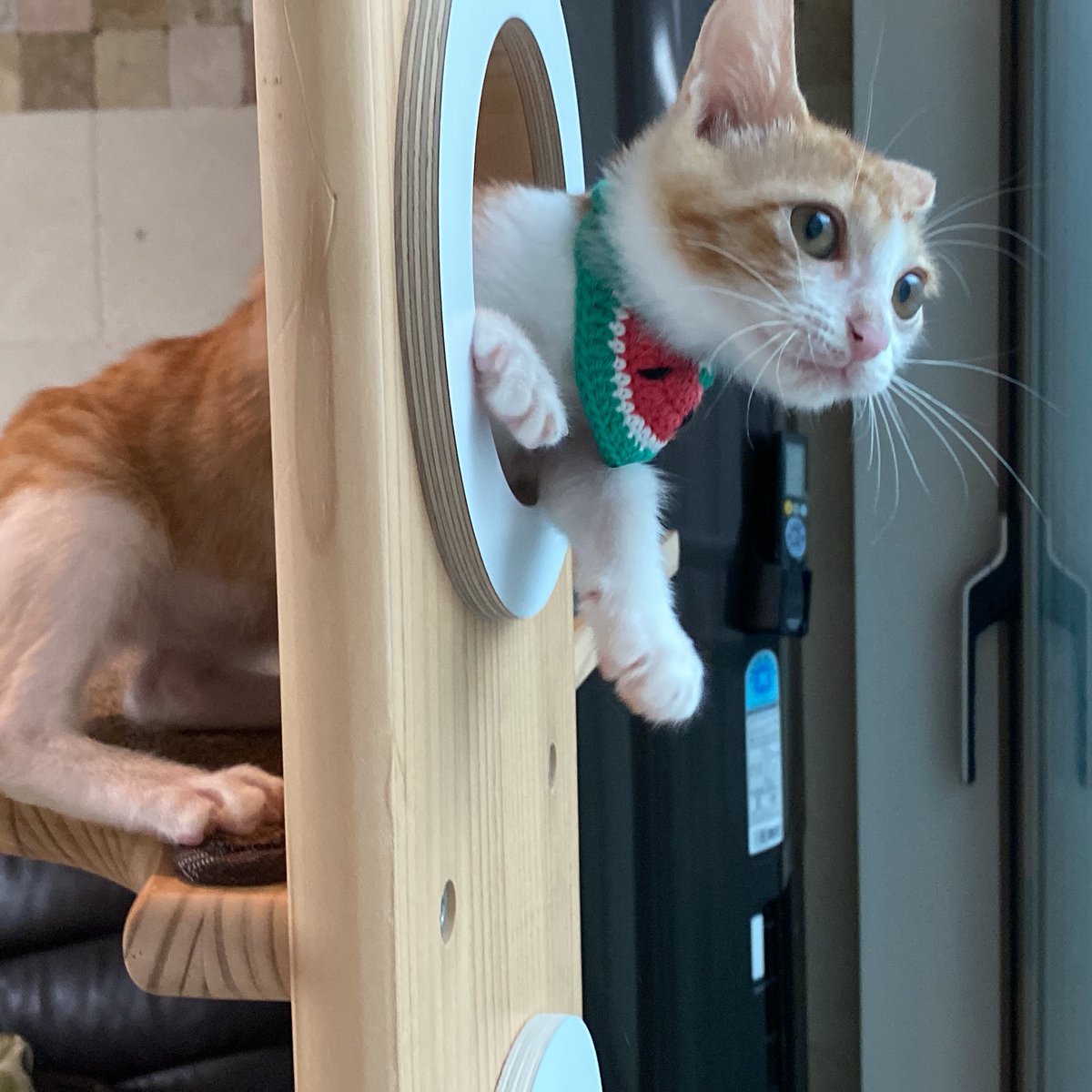 saintmillthecat's tweet photo. .                     ‼️
                   어먀 ?
                 어먀가 온다구??                      
                      어디?!!?                                으
                                                                       악 https://t.co/rbx9cJmtNb
