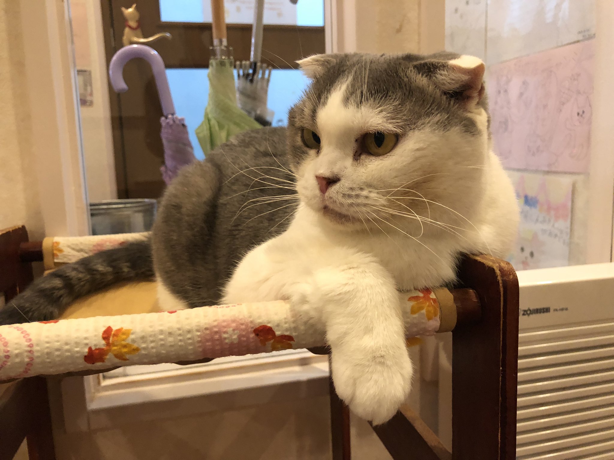 なおこ 猫カフェニャンシー T Co 4ff7tj4sd2 Twitter なおこ 猫カフェニャンシー T Co 4ff7tj4sd2 Twitter