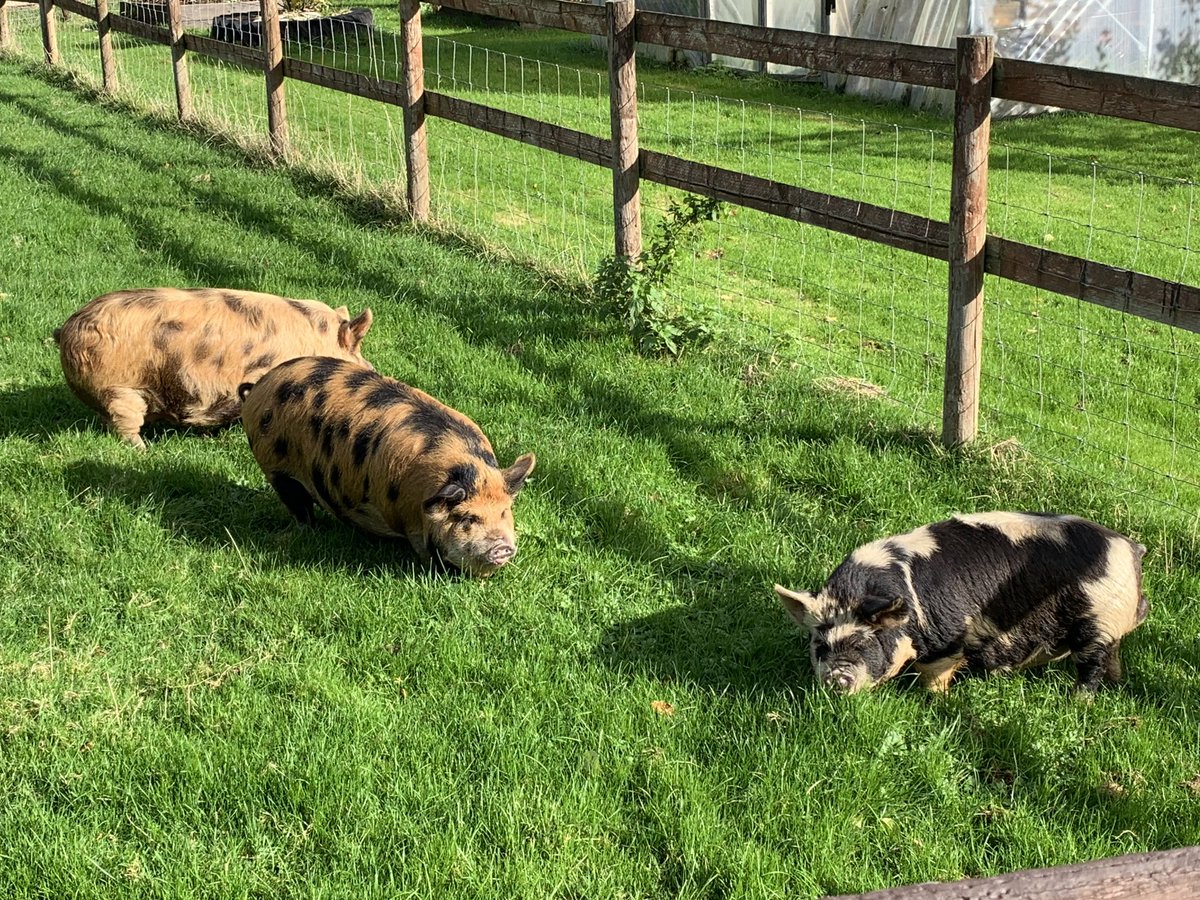 Pigs loving the fresh grass on the paddock…