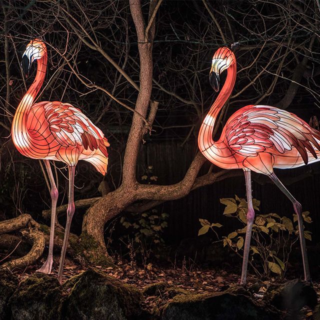 #lightingfestival#lanternshow#Festivallantern#animlalantern#
Famingo lantern, any model &amp; size can be customized. 
What lantern do you want?