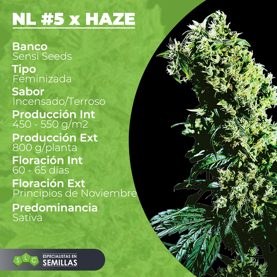 SemillasLowCost's tweet photo. Northern Lights 5 x Haze, una ganadora de copas, de buena altura y larga floración, con una producción y rendimiento destacable, y un aroma ideal para muchos. Consíguela ya en nuestra web. #SLC #cannabis #420 #cannabiscommunity #weed #marijuana #highlife #smoke #highsociety #thc https://t.co/85g6MzhRM0