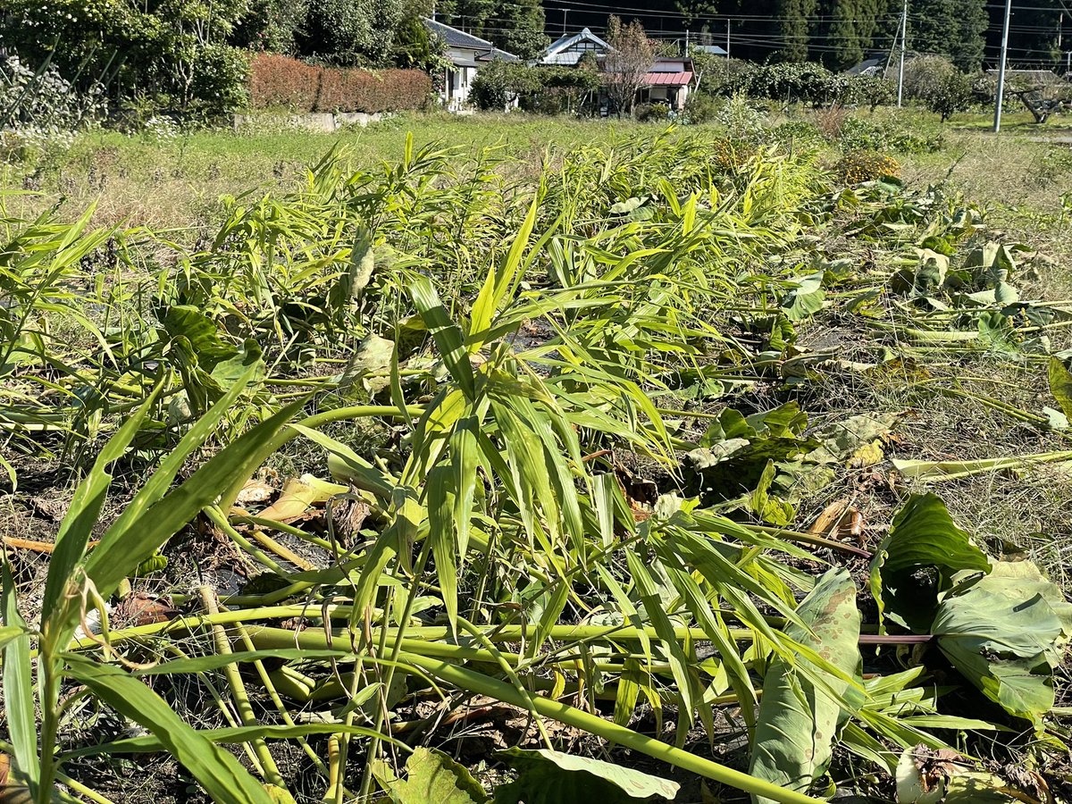 Top Tweets For コンパニオンプランツ Twstalker