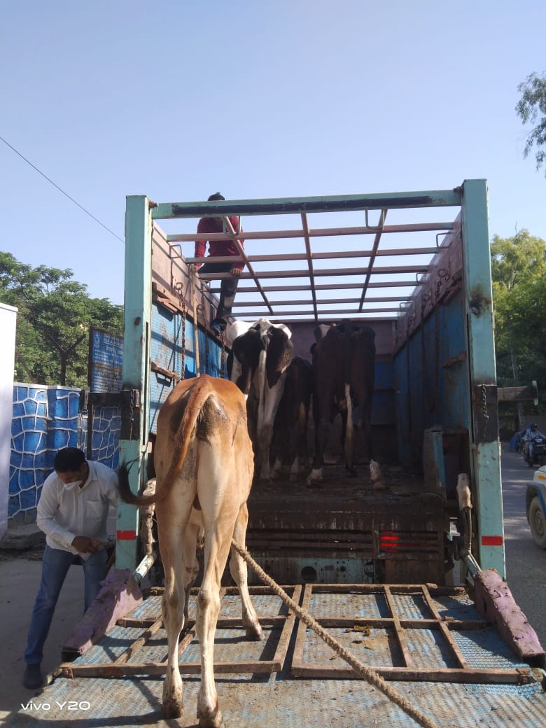 ddvsrohini's tweet photo. @dcrohinizone @Ravijindal_13 @PMOIndia @LtGovDelhi @DelhiComplaint @north_mcd @ritugoelbjp @IrpsVivek @SwachhBharatGov @NorthDMCSwachh 06 stray cattle were impounded from above mentioned area &amp; sent to the Gaushals for their further up keep. https://t.co/gLLUdRrZ7H