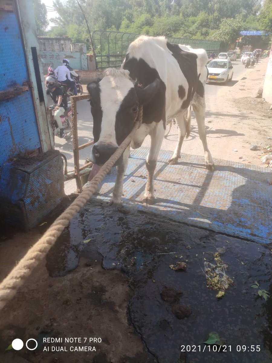 ddvsrohini's tweet photo. @dcrohinizone @Ravijindal_13 @PMOIndia @LtGovDelhi @DelhiComplaint @north_mcd @ritugoelbjp @IrpsVivek @SwachhBharatGov @NorthDMCSwachh 06 stray cattle were impounded from above mentioned area &amp; sent to the Gaushals for their further up keep. https://t.co/gLLUdRrZ7H