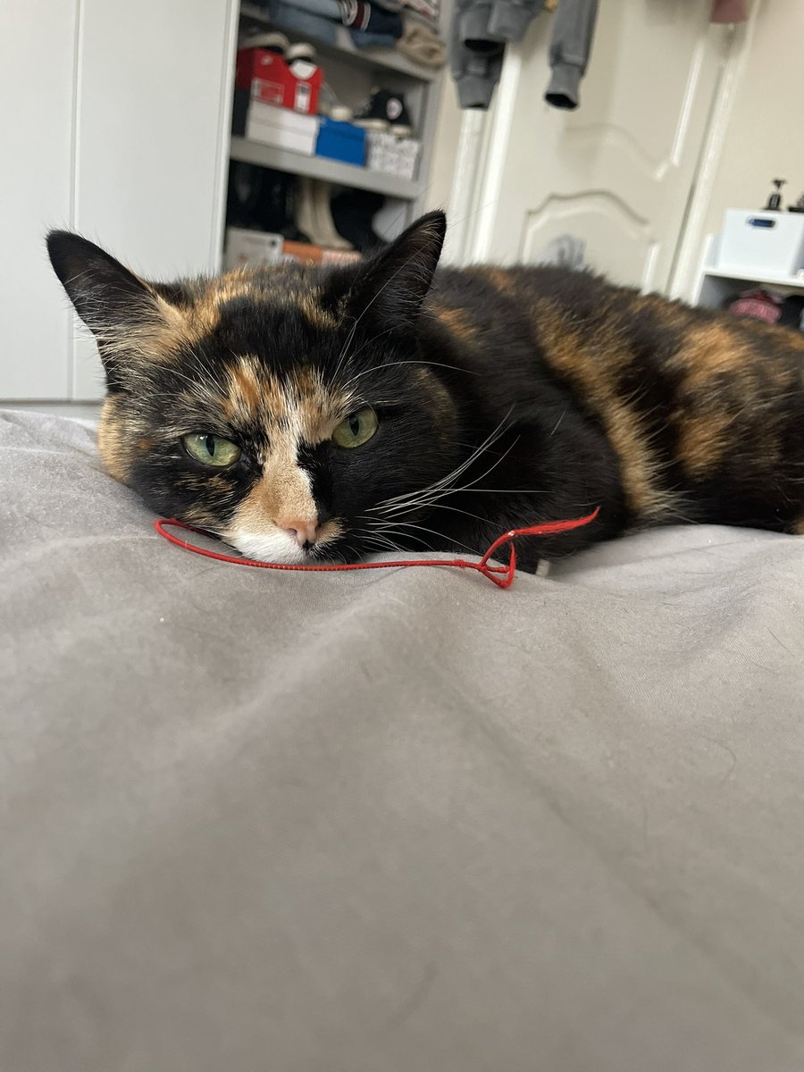 ChaniceRJ's tweet photo. @OfficialPLT #PLTPets Blue and Zack are the best of friends, adopted Zack around 8 months ago now and has Blue since she was 2 weeks old😭 sassy duo but the cutest🐱💕✨❤️ https://t.co/avNBsqInXH