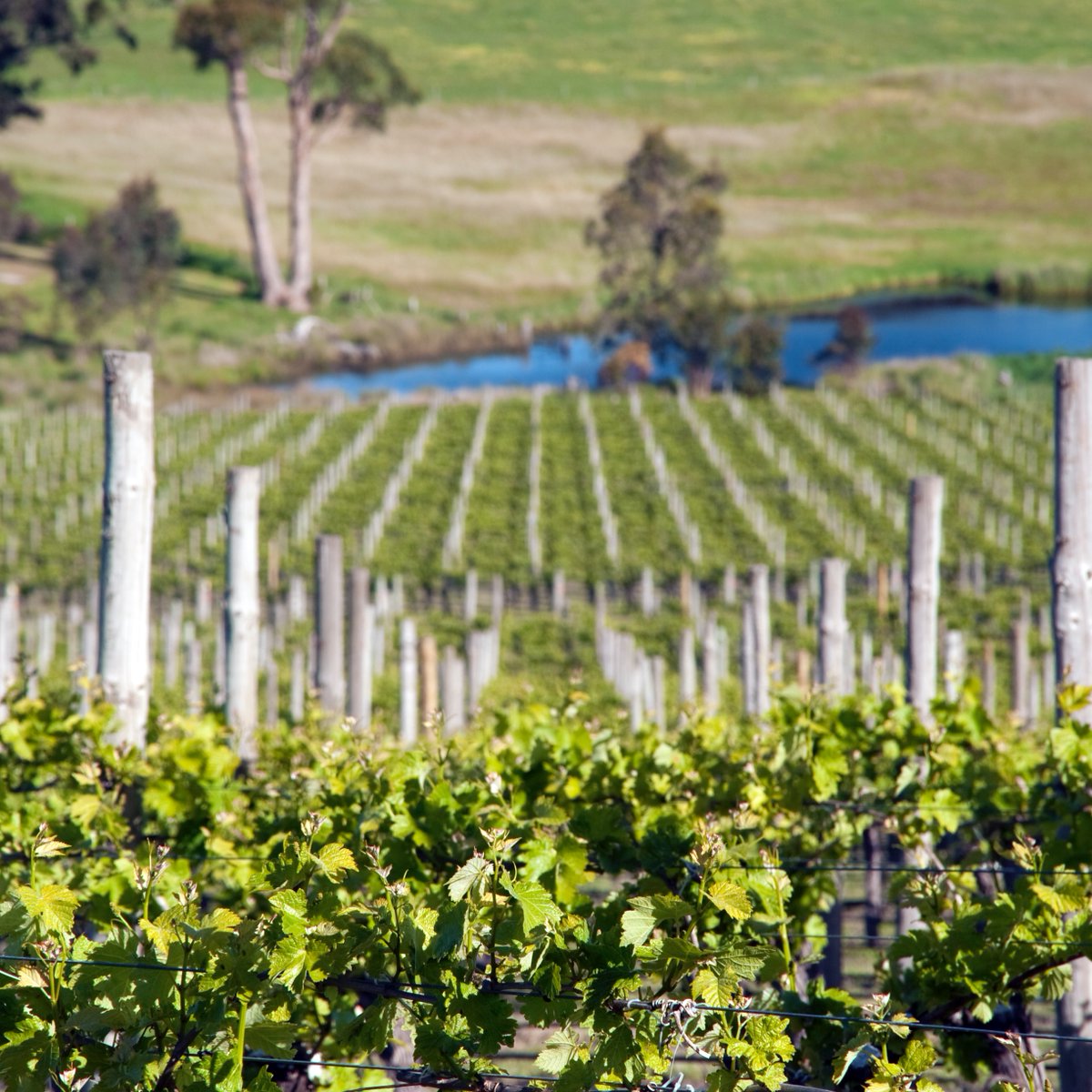 Grow babies, grow! The vines are growing strong with these warm days, V22 in the making!! 👊🍷   
 
#thepawnwineco #acoolmove #langhornecreekwine #vineyardlife