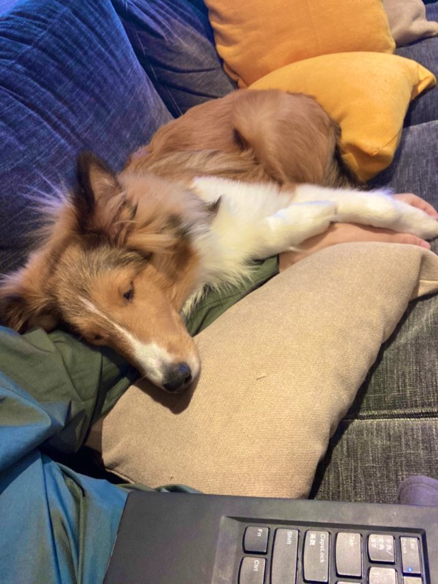 tsukune_oneone's tweet photo. can't use my left hand even though I'm at work
仕事中なのに左手が使えない
#puppy #sheltie https://t.co/qWzWBoC7hq