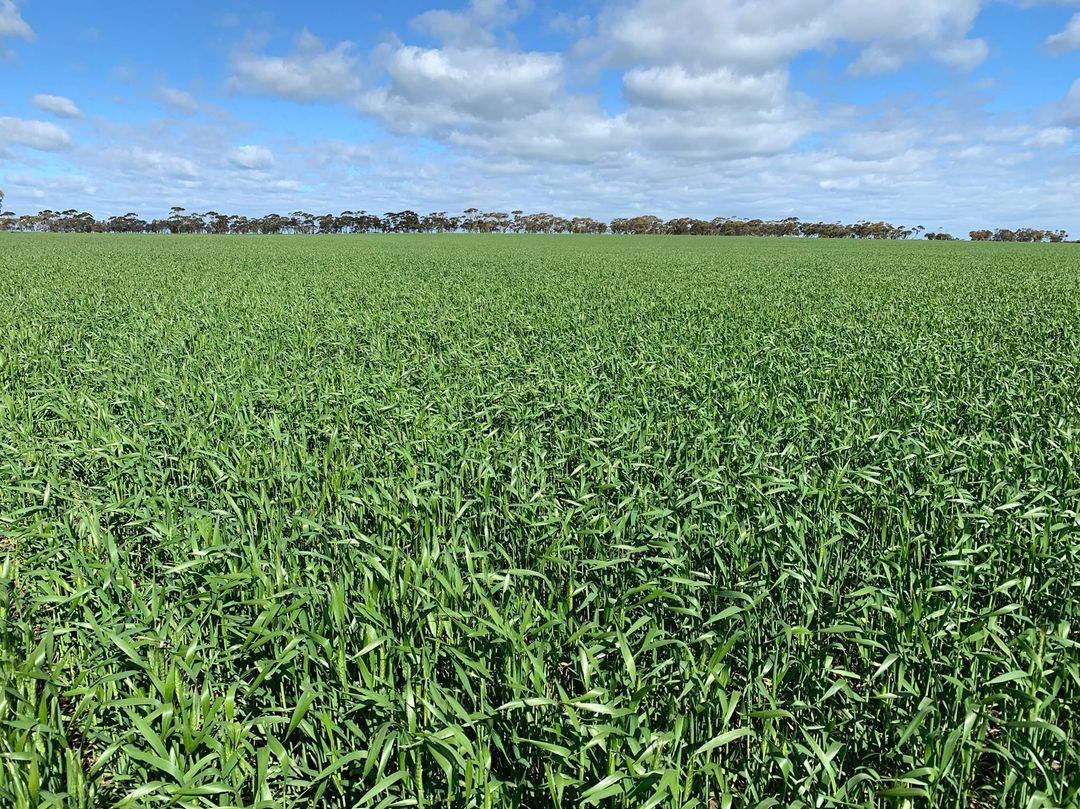 зерно яровой тритикале. поле под яровые. твердая пшеница дурум. озимые поля пшеницы. яровая тритикале.