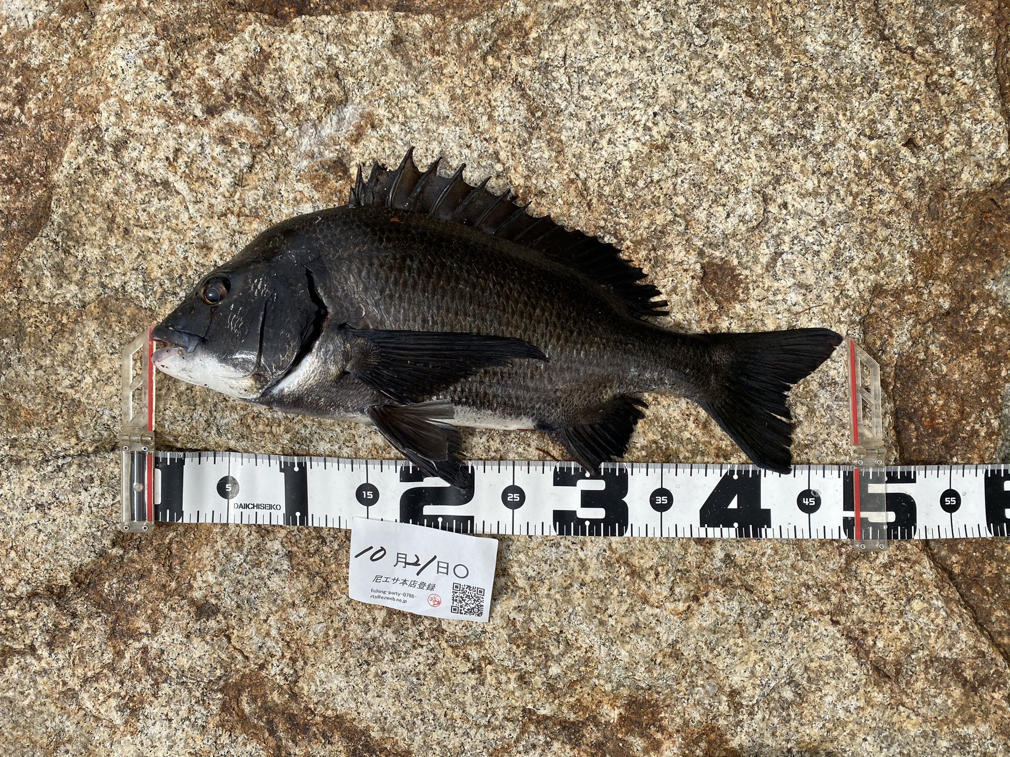 クロダイ釣り Twitter Search Twitter