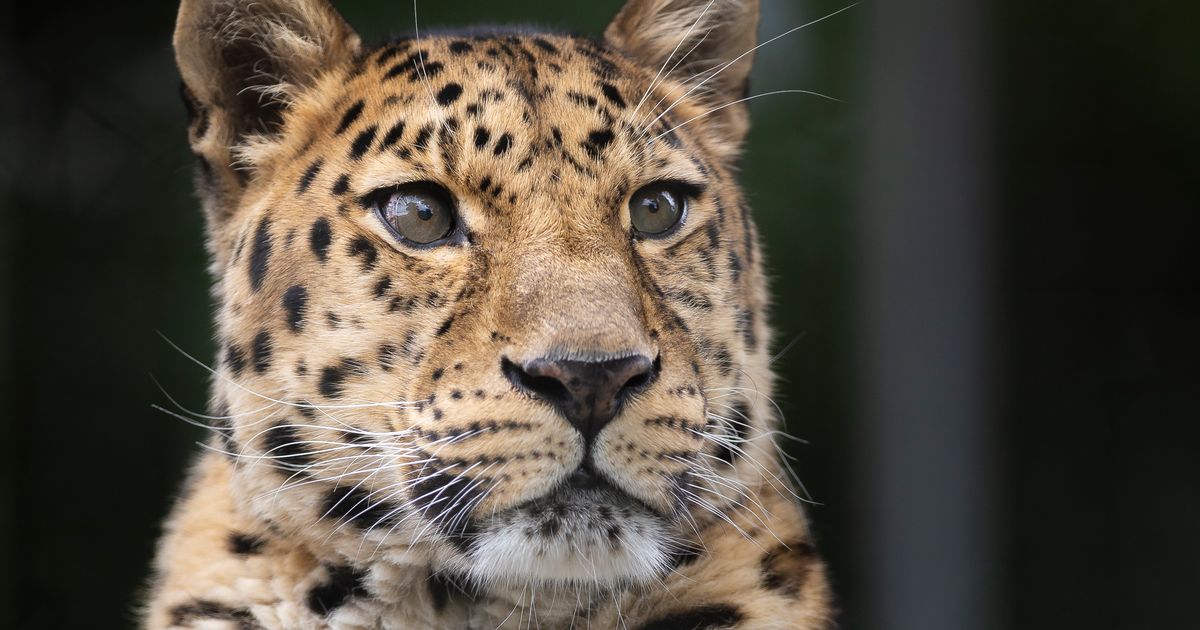 BigCats.com tweet media