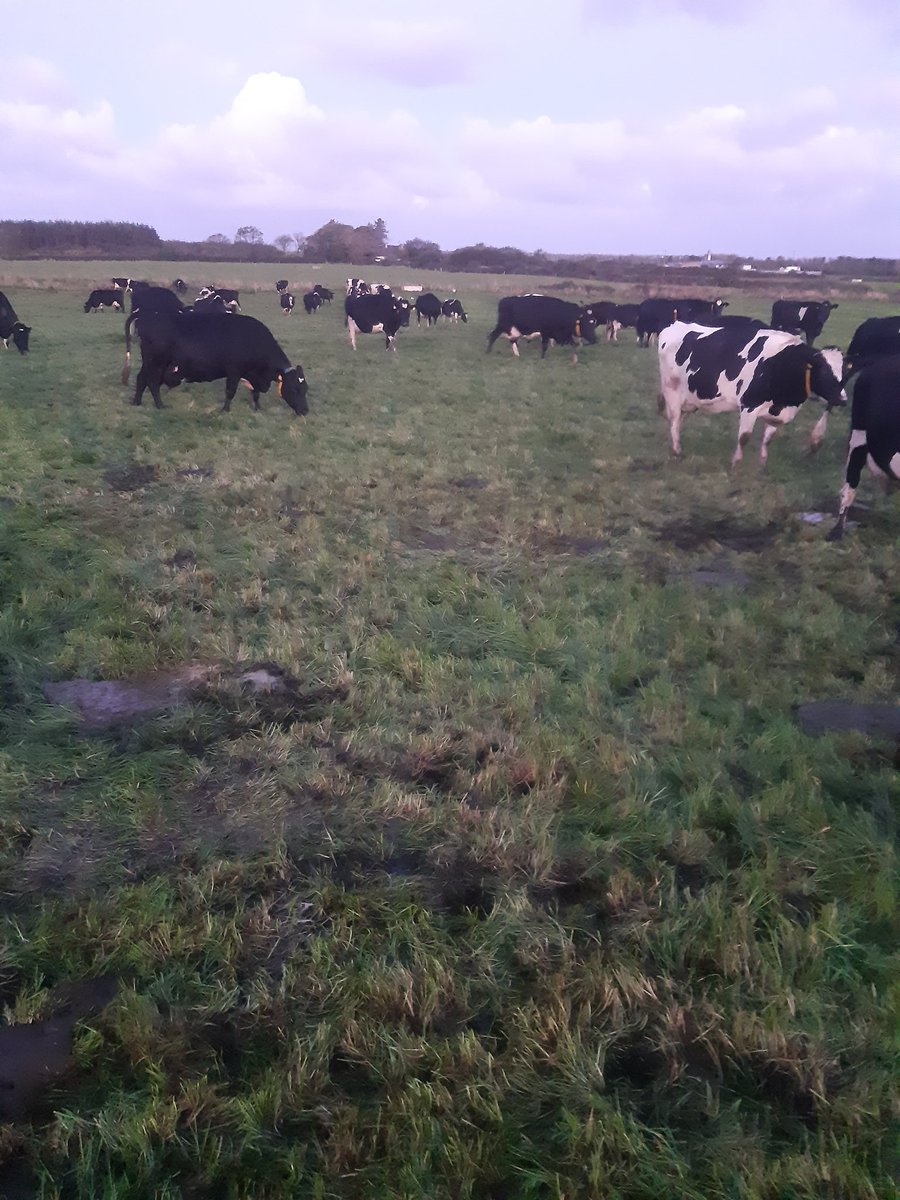 mountrivers12's tweet photo. Back fencing and cowpaths doing there job. @TeagascGrass10 #minimaldamage #grazinginfrastructure #heavysoils https://t.co/S9LASDVw7n