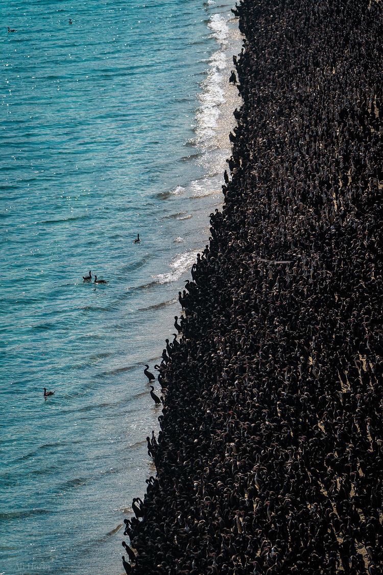 ExperienceOman's tweet photo. For bird-watching enthusiasts, enjoy the majestic scene of countless flocks of migratory "Socotra cormorants" to "Bassah" beach in #Khasab, #Musandam 

It is worth noting that this bird is in danger of extinction, according to @IUCNRedList 

📸 @7a3rBi 

#ExperienceOman 🇴🇲 https://t.co/8Qn3ED0xBI