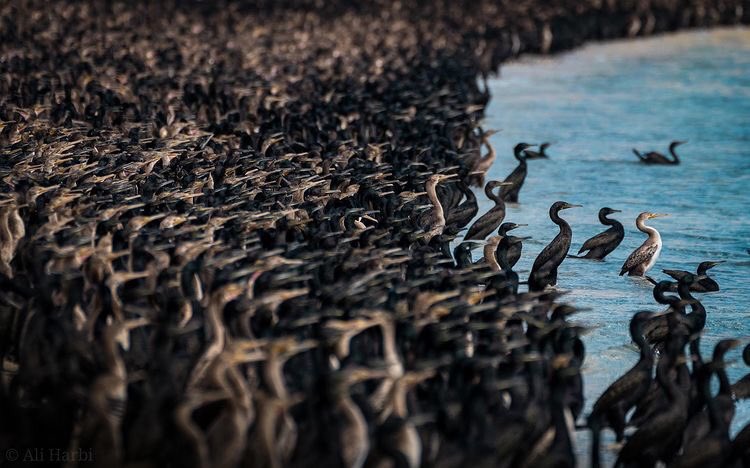 ExperienceOman's tweet photo. For bird-watching enthusiasts, enjoy the majestic scene of countless flocks of migratory "Socotra cormorants" to "Bassah" beach in #Khasab, #Musandam 

It is worth noting that this bird is in danger of extinction, according to @IUCNRedList 

📸 @7a3rBi 

#ExperienceOman 🇴🇲 https://t.co/8Qn3ED0xBI