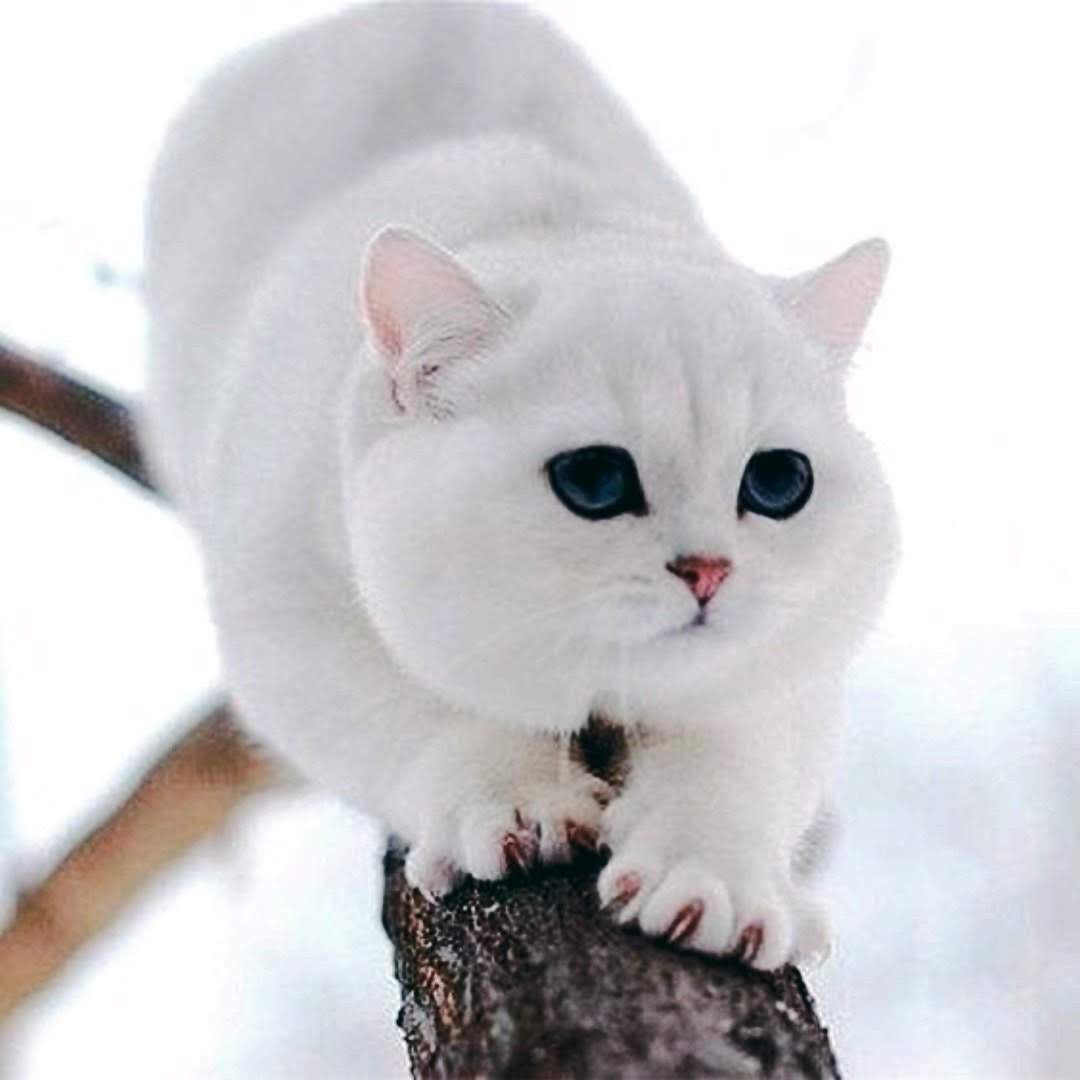 Lovely mood for all.🐯🐈‍⬛🐾