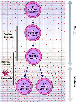 immunologyrese1's tweet photo. A #Thymocyte is an immune cell present in the thymus, before it undergoes transformation into a #T cell. https://t.co/gR2sftWxrx