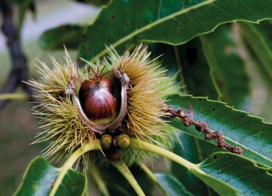 ThePeterBelton's tweet photo. Want to grow a nut tree?
Expert grow-it-to-eat-it gardener @MarkDiacono shares his tips on how to grow a nut tree 👇
https://t.co/fQAab13cyl
#gardeninguk #gardeing #gardeingtips https://t.co/zcIiNwg4ny