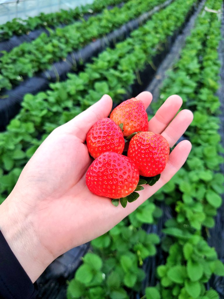 Bloody In Day はやり 花天狂骨 は 素晴らしいピクタムだと再確認しています 本日いちごさん 初収穫 とちあいか La便 花天狂骨 アグラオネマピクタム Indayいちご園 T Co Yfwa7sfwmh Twitter Bloody In Day はやり 花天狂骨 は 素晴らしいピクタムだと再確認しています 本日いちごさん 初収穫 とちあいか La便 花天狂骨 アグラオネマピクタム Indayいちご園 T Co Yfwa7sfwmh Twitter