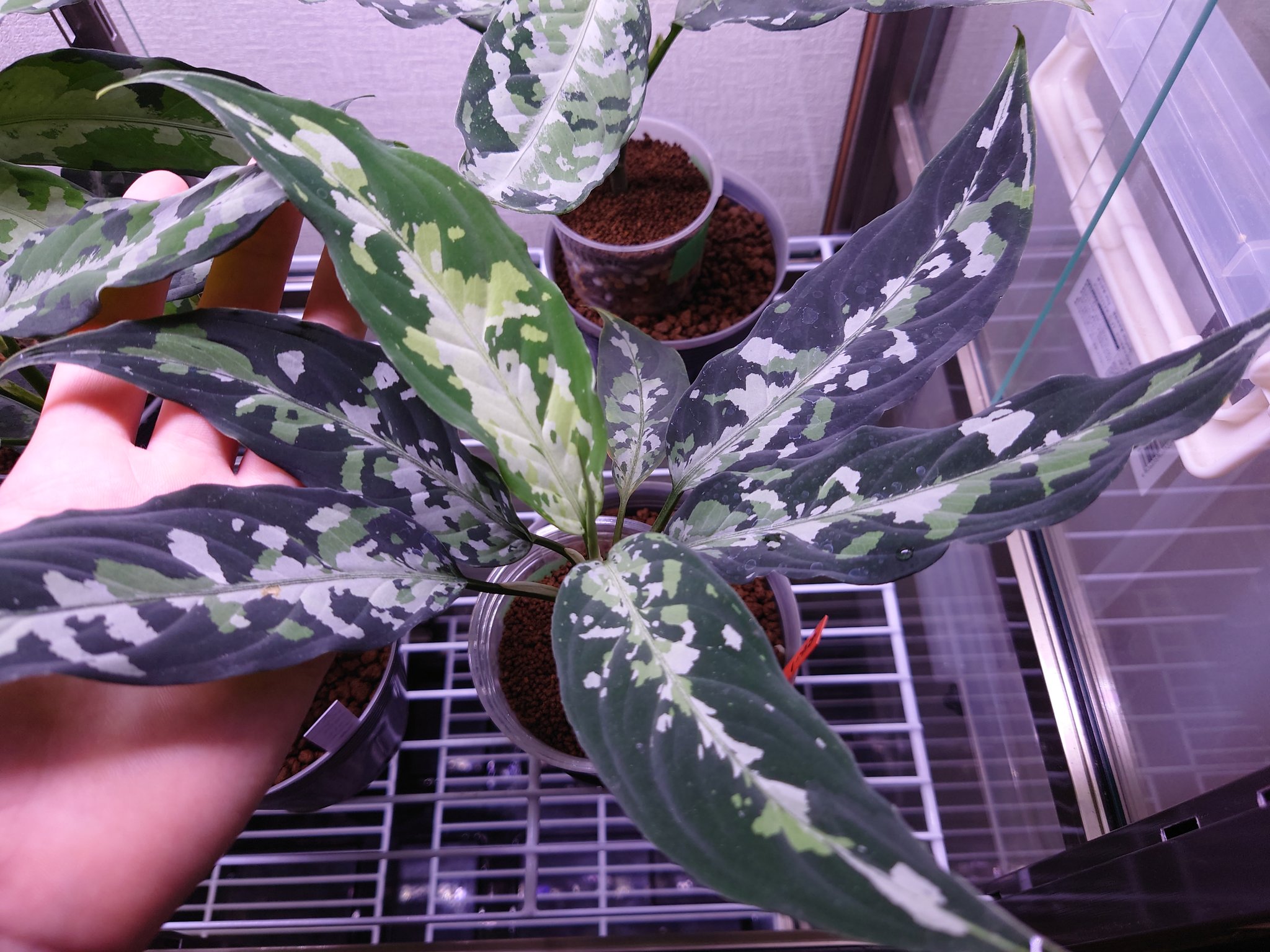 Bloody In Day はやり 花天狂骨 は 素晴らしいピクタムだと再確認しています 本日いちごさん 初収穫 とちあいか La便 花天狂骨 アグラオネマピクタム Indayいちご園 T Co Yfwa7sfwmh Twitter Bloody In Day はやり 花天狂骨 は 素晴らしいピクタムだと再確認しています 本日いちごさん 初収穫 とちあいか La便 花天狂骨 アグラオネマピクタム Indayいちご園 T Co Yfwa7sfwmh Twitter