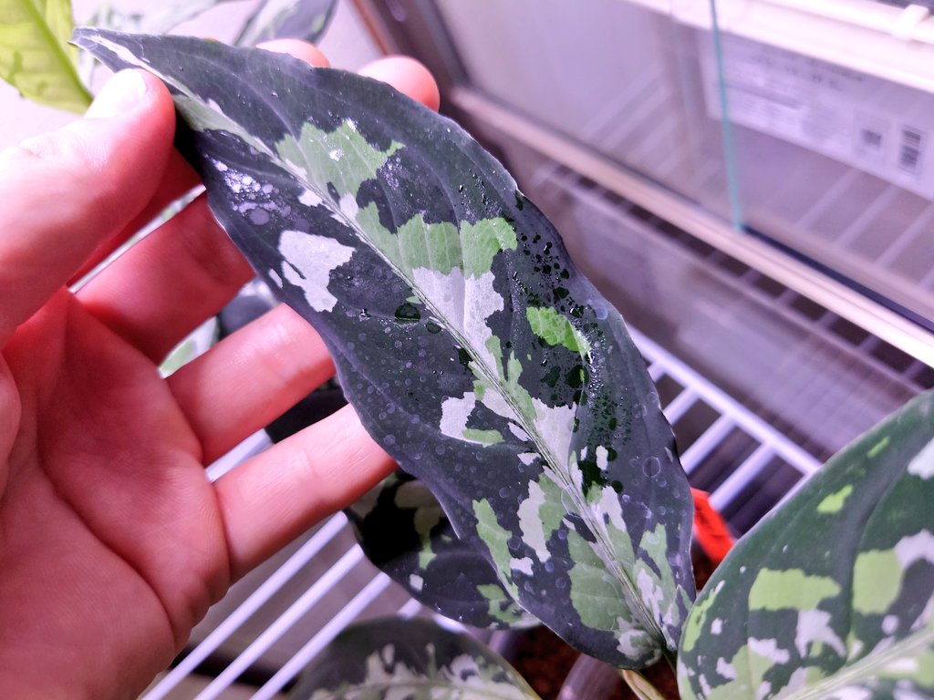 Bloody In Day はやり 花天狂骨 は 素晴らしいピクタムだと再確認しています 本日いちごさん 初収穫 とちあいか La便 花天狂骨 アグラオネマピクタム Indayいちご園 T Co Yfwa7sfwmh Twitter Bloody In Day はやり 花天狂骨 は 素晴らしいピクタムだと再確認しています 本日いちごさん 初収穫 とちあいか La便 花天狂骨 アグラオネマピクタム Indayいちご園 T Co Yfwa7sfwmh Twitter