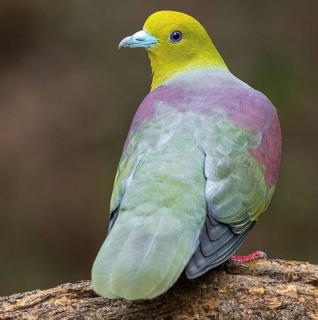 Wedge-tailed green pigeon 💛💚💜🤎
#birds #bird #nature #birdwatching https://t.co/nQvX1YGRUj