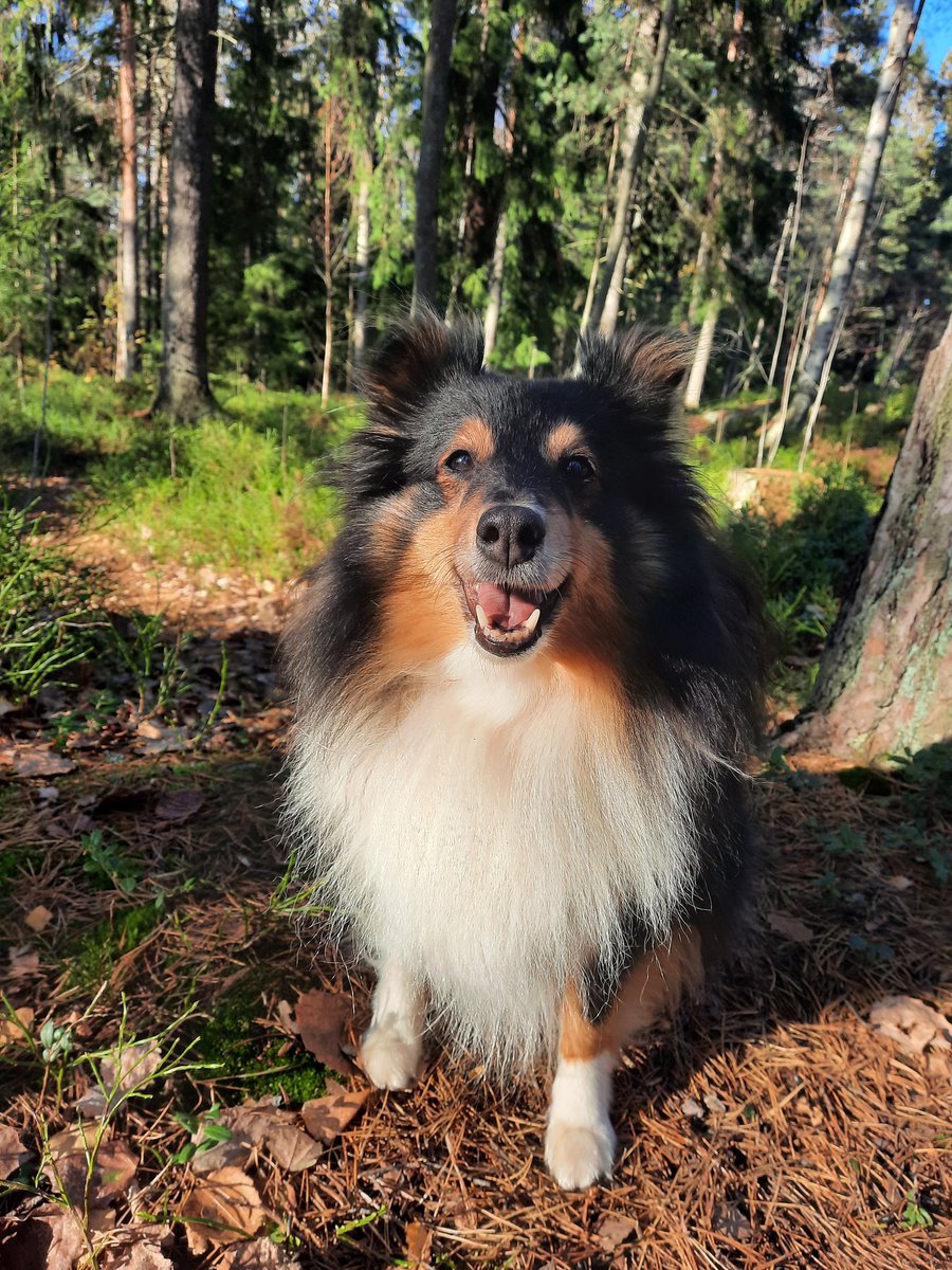 SEUNG8IN's tweet photo. #PetsForLeeKnow i'm kinda late but using this hashtag as an excuse to share some pics of lyyli i took the other day you're welcome https://t.co/piJYayrpkc