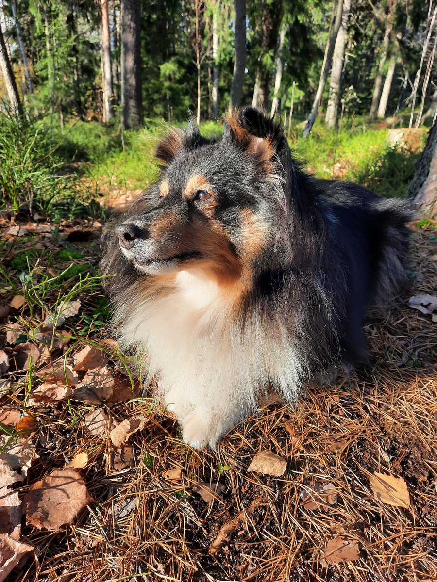 SEUNG8IN's tweet photo. #PetsForLeeKnow i'm kinda late but using this hashtag as an excuse to share some pics of lyyli i took the other day you're welcome https://t.co/piJYayrpkc